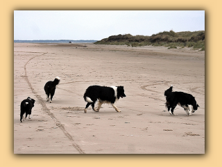 Hunde am Strand (2).jpg